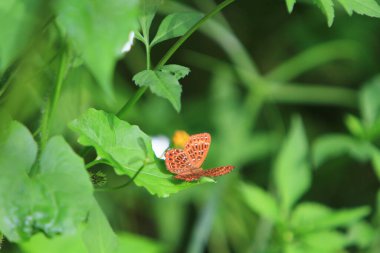 a butterfly on green leaf, nature concept
