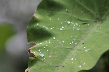 green lotus leaf in garden, nature concept