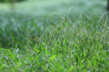 green grass with nature background, nature concept
