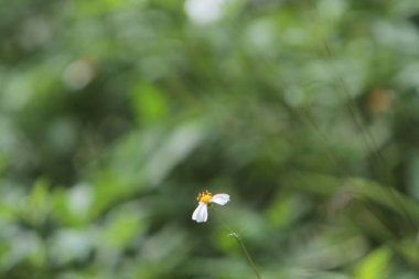 the image of flower, the nature concept