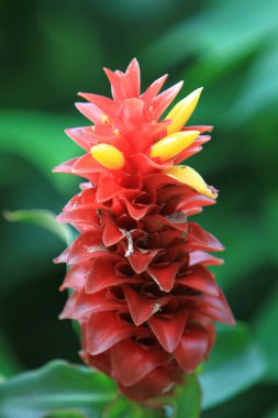 the image of flower, the nature concept