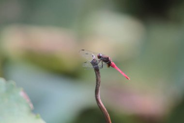 the Dragonfly on green grass stem with green background