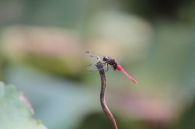 the Dragonfly on green grass stem with green background