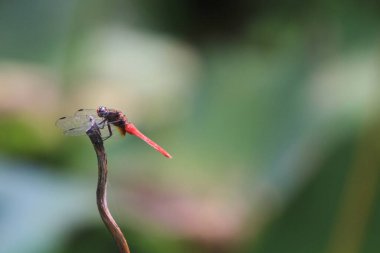 the Dragonfly on green grass stem with green background