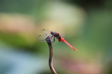 the Dragonfly on green grass stem with green background