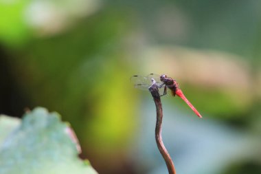 the Dragonfly on green grass stem with green background