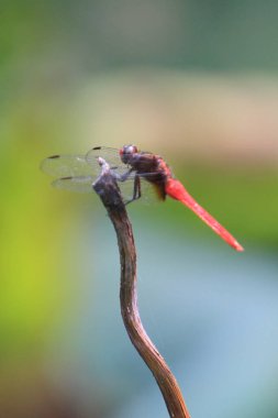 the Dragonfly on green grass stem with green background