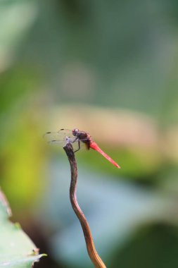 the Dragonfly on green grass stem with green background