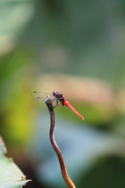 the Dragonfly on green grass stem with green background