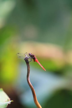 the Dragonfly on green grass stem with green background