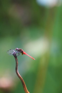 the Dragonfly on green grass stem with green background