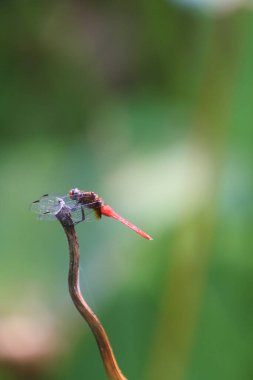 the Dragonfly on green grass stem with green background