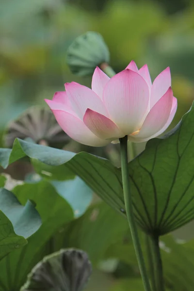 Lotus Flower Lotus Flower Plants — Photo