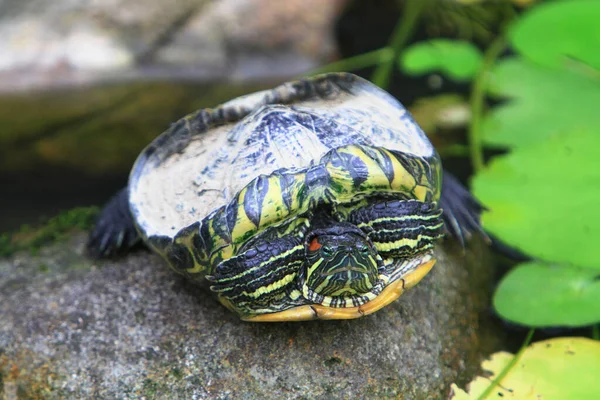 Черепаха Пруду Концепция Природы — стоковое фото