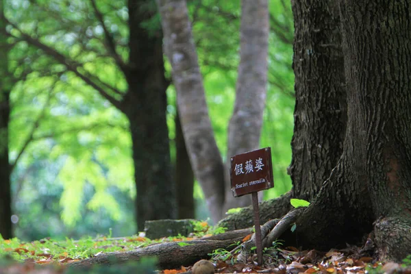 Tree Alley Foot Path Nature Concept — 图库照片