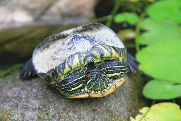 Черепаха Ставку Концепція Природи — стокове фото