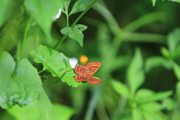 Butterfly Green Leaf Nature Concept — Photo