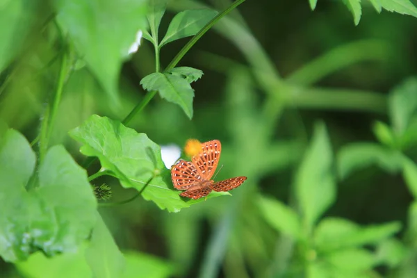 Butterfly Green Leaf Nature Concept —  Fotos de Stock