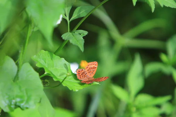 Butterfly Green Leaf Nature Concept — Zdjęcie stockowe