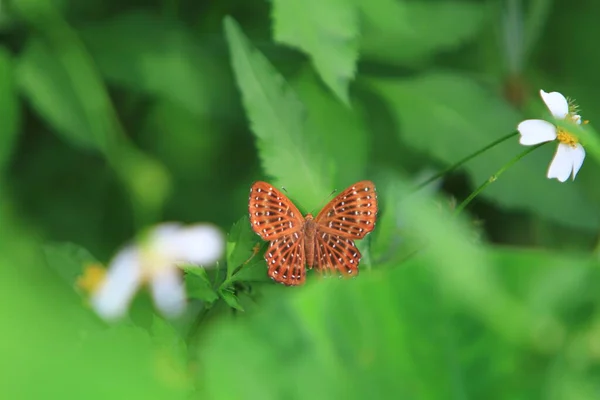 Butterfly Green Leaf Nature Concept — Fotografia de Stock