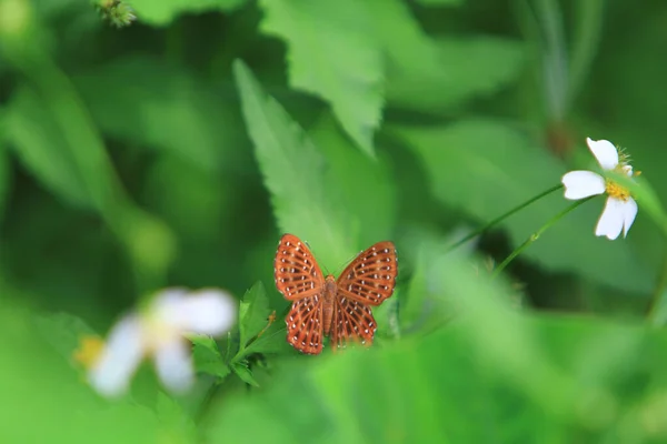 Бабочка Зеленом Листе Концепция Природы — стоковое фото