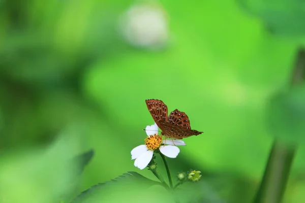Μια Πεταλούδα Πράσινο Φύλλο Έννοια Της Φύσης — Φωτογραφία Αρχείου