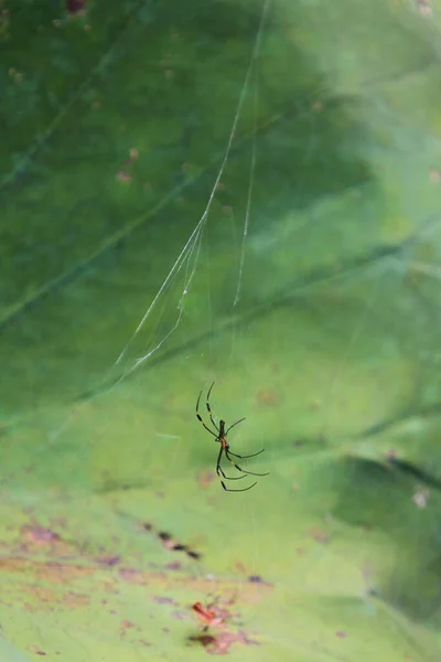Spider Hanging Spider Web Nature Concept — Zdjęcie stockowe
