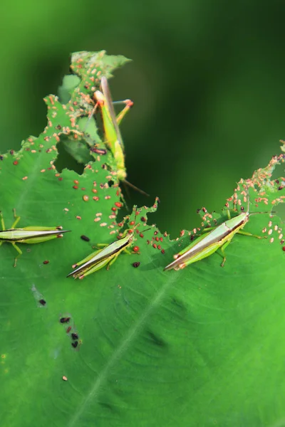 Insect Leaf Grasshopper Perching Leaf — Fotografia de Stock