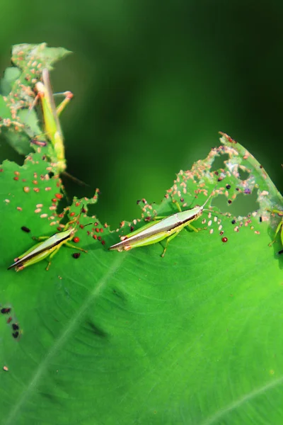 Insect Leaf Grasshopper Perching Leaf — Stok fotoğraf