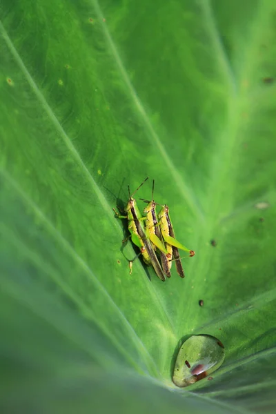 Insect Leaf Grasshopper Perching Leaf —  Fotos de Stock