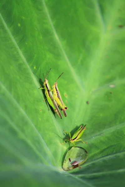 Insect Leaf Grasshopper Perching Leaf — Photo