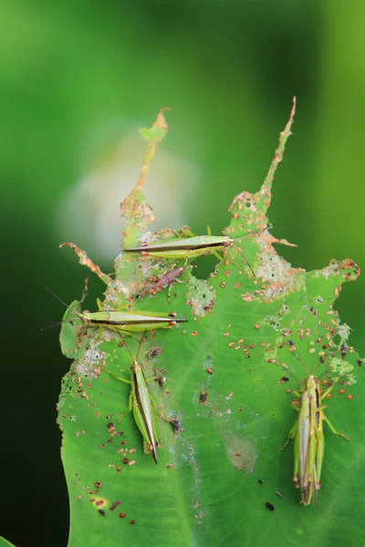 Insect Leaf Grasshopper Perching Leaf — Fotografia de Stock