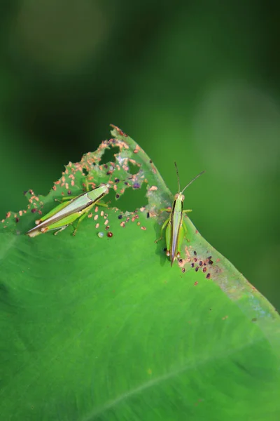 Insect Leaf Grasshopper Perching Leaf — Photo