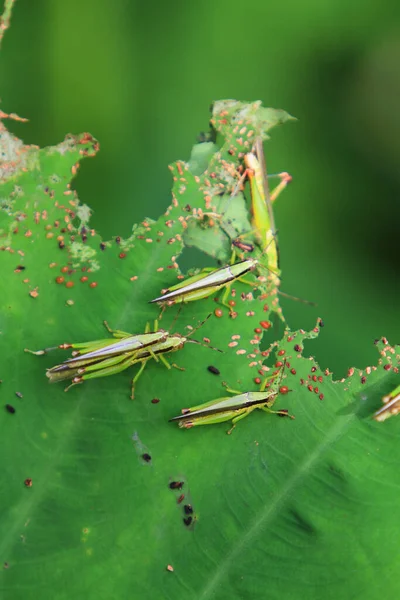 Insect Leaf Grasshopper Perching Leaf — Fotografia de Stock