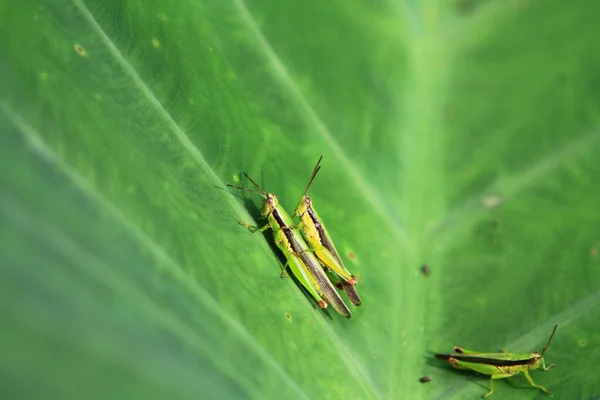 Insect Leaf Grasshopper Perching Leaf — Stockfoto