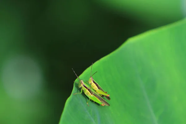 Insect Leaf Grasshopper Perching Leaf — Photo