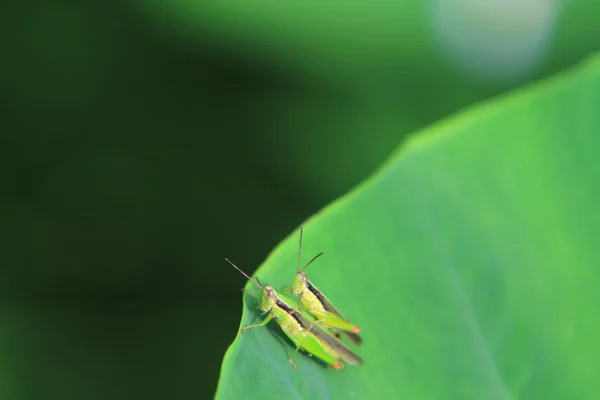 Insect Leaf Grasshopper Perching Leaf — Photo