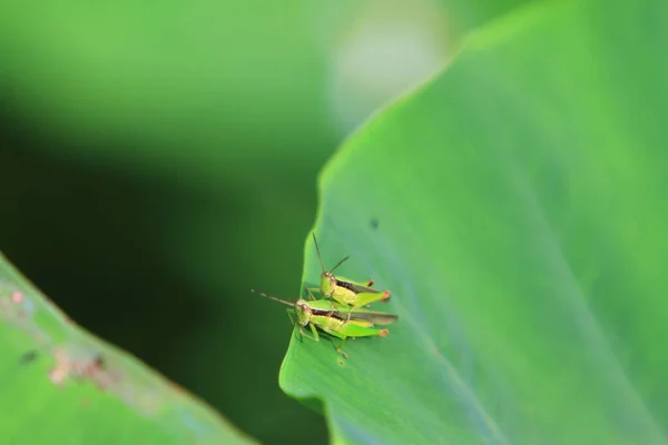 Insect Leaf Grasshopper Perching Leaf — Stock Photo, Image