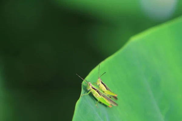 Insect Leaf Grasshopper Perching Leaf —  Fotos de Stock