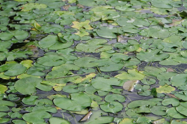 Green Lotus Leaf Garden Nature Concept — Stok Foto