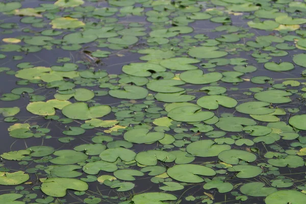 Green Lotus Leaf Garden Nature Concept — Foto Stock