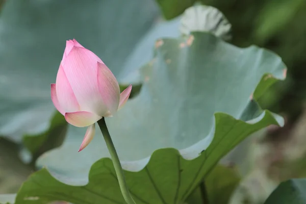 Lotus Flower Lotus Flower Plants — Fotografia de Stock