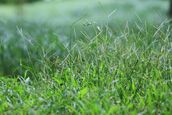Green Grass Nature Background Nature Concept — ストック写真