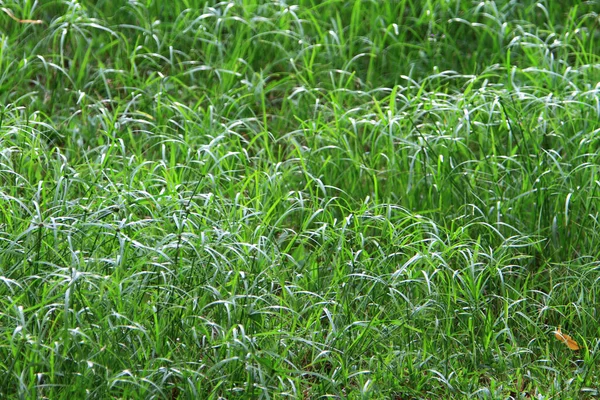 Green Grass Nature Background Nature Concept — Foto Stock