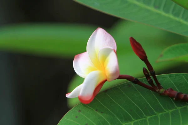 Image Flower Nature Concept — Stockfoto