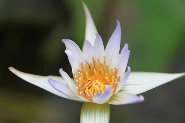 Ένα Water Lily Φόντο Φύση Έννοια Της Φύσης — Φωτογραφία Αρχείου