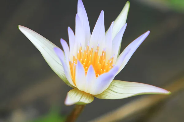 Ένα Water Lily Φόντο Φύση Έννοια Της Φύσης — Φωτογραφία Αρχείου