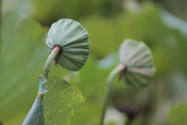 Nature Concept Lotus Dead Natural Light — Foto Stock