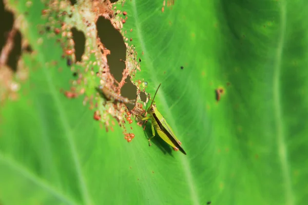 Grasshopper Green Nature Background — Fotografia de Stock
