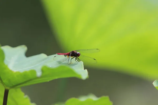 Dragonfly Πράσινο Γρασίδι Στέλεχος Πράσινο Φόντο — Φωτογραφία Αρχείου